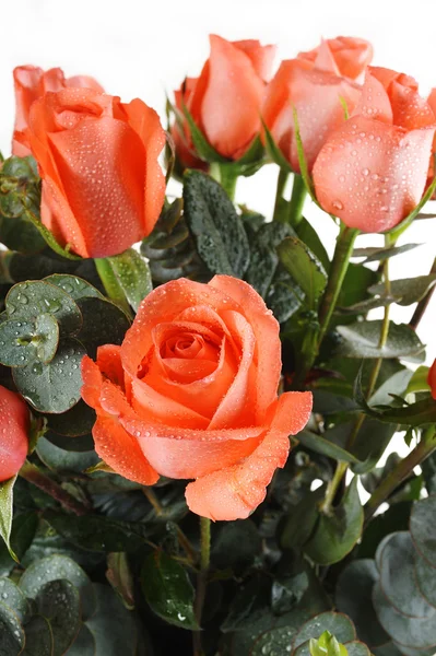 Oransje rose – stockfoto