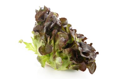  Kırmızı meşe marul