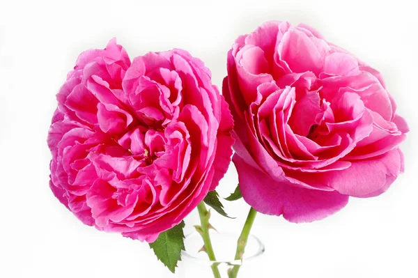 Pink roses — Stock Photo, Image