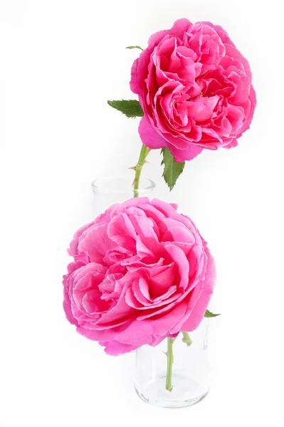 Roze rozen — Stockfoto