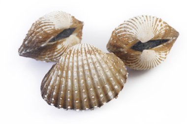 Beyaz arka plan üzerinde izole tarak