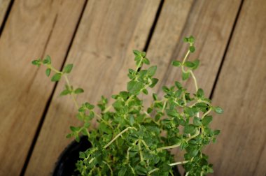 Tahta arka planda taze kekik