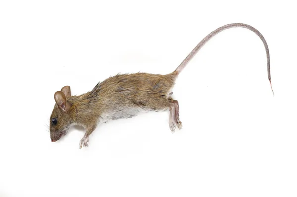 Rato morto no fundo branco — Fotografia de Stock