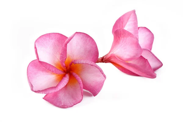 Plumeria — Stockfoto