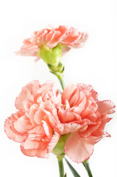 Orange carnation flowers on white — Stock Photo, Image