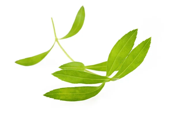 Tarragon on white background — Stock Photo, Image