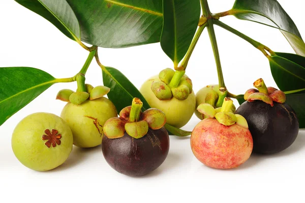 Ώριμα και νεαρά mangosteen σε λευκό — Φωτογραφία Αρχείου