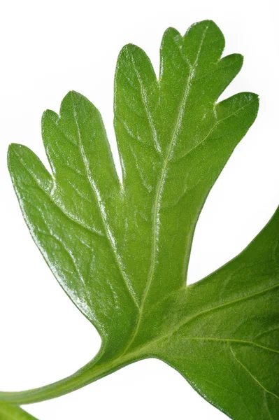 Parsley leaf — Stock Photo, Image