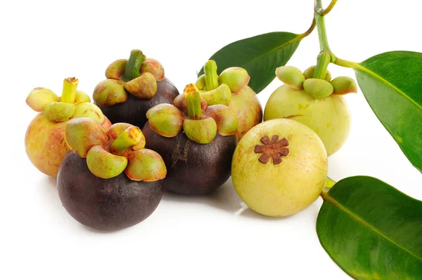 Mangosteen σε λευκό — Φωτογραφία Αρχείου