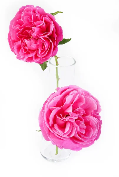 Rosas cor de rosa — Fotografia de Stock