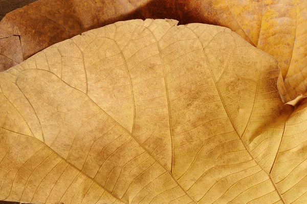 Feuilles séchées sur bois — Photo