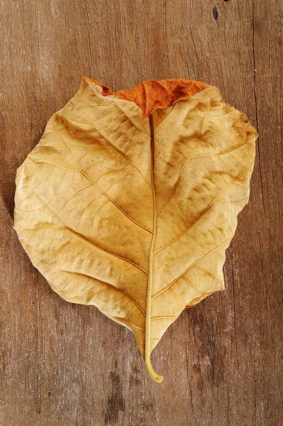 Brown leaf — Stock Photo, Image