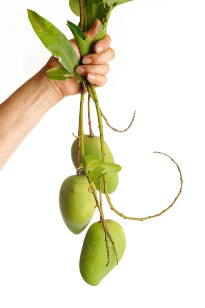 Mango verde en mano —  Fotos de Stock