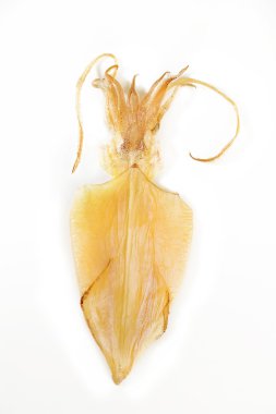  beyaz üzerine kuru mürekkep balığı