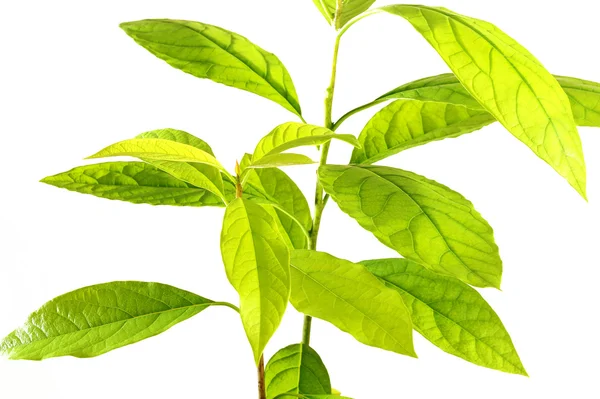 Avocado plant — Stock Photo, Image