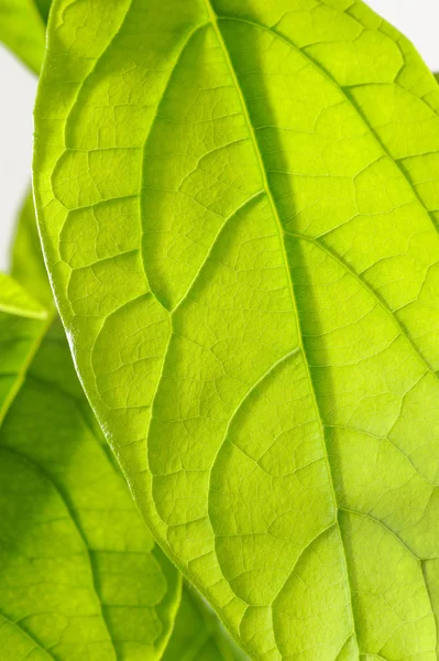 Avokado yaprağı yakın çekim — Stok fotoğraf