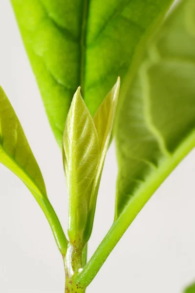Büyüyen genç avokado bitki — Stok fotoğraf