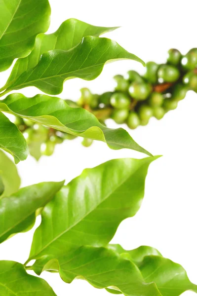 Coffee leaves — Stock Photo, Image