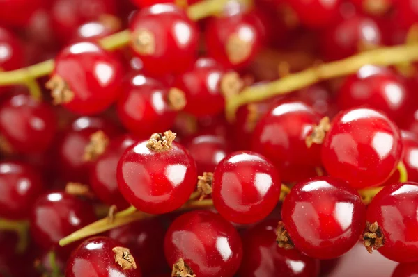 Fresh ripe redcurrant background — Stock Photo, Image