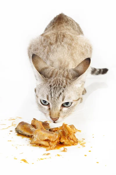 Gato huele comida — Foto de Stock