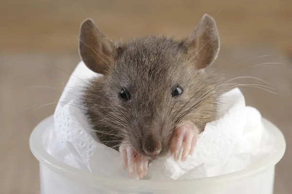 Rato sujo — Fotografia de Stock