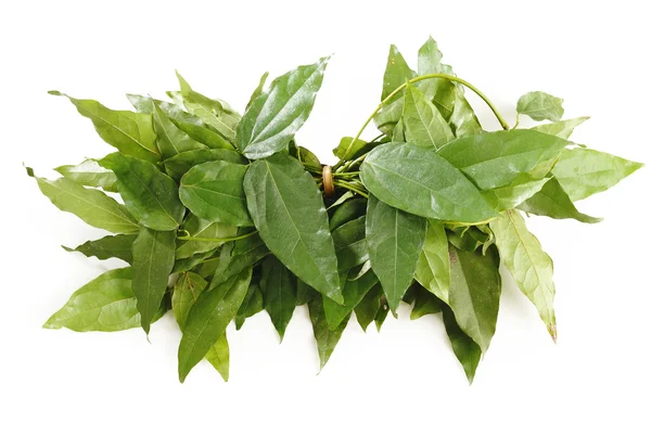 Bai-ya-nang,herb on white — Stock Photo, Image