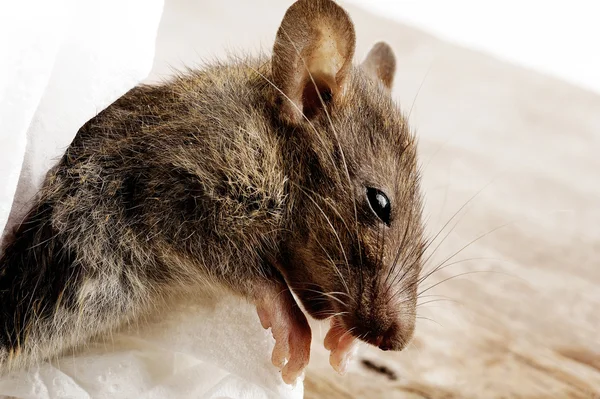 Rat dirty — Stock Photo, Image