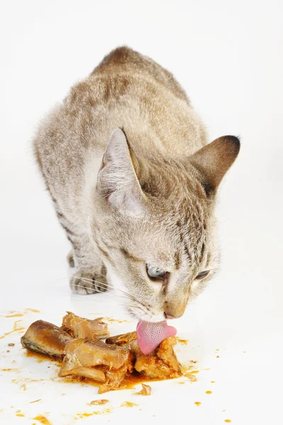 Gato comer sardinas — Foto de Stock