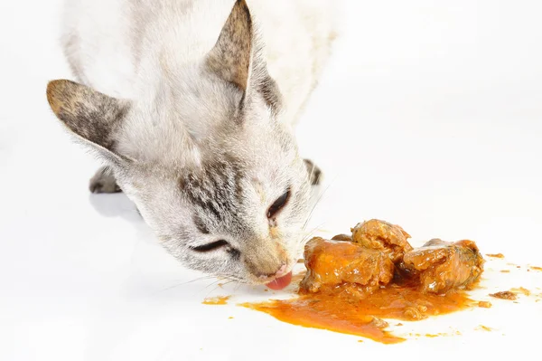 Gato comiendo pescado — Foto de Stock