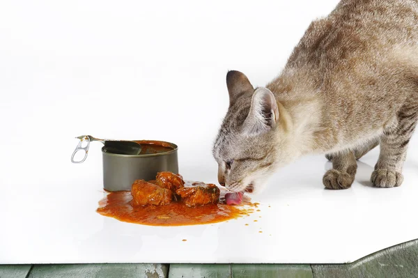 Kediyi yiyecek sardalye domates sosu Stok Fotoğraf
