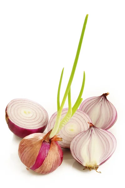 Germinated red onion — Stock Photo, Image