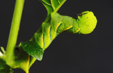 Yeşil tırtıl ağaç yaprakları üzerinde