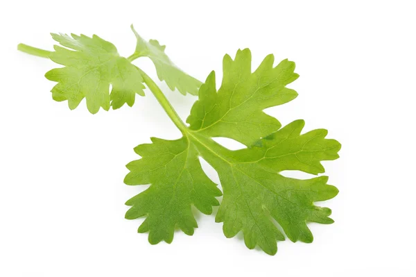 Cilantro sobre blanco — Foto de Stock