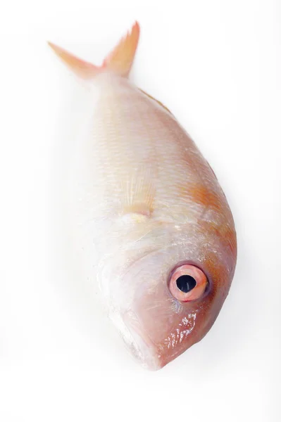 Pesce — Foto Stock