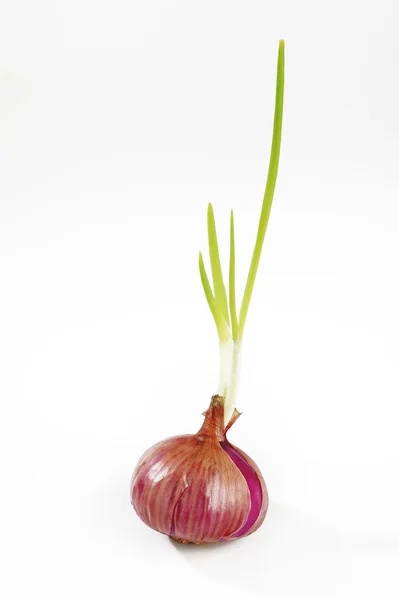 Cipolla rossa germinata — Foto Stock