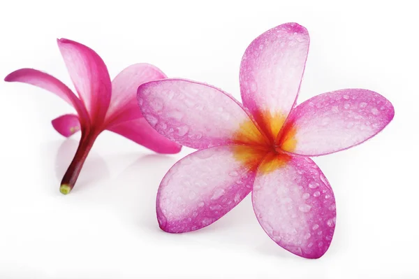 Plumeria — Foto Stock