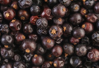 Ardıç meyveleri arka plan