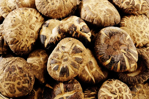 Shiitake mantar kurutulmuş — Stok fotoğraf