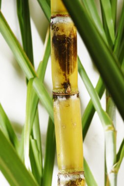 şeker kamışı SAP