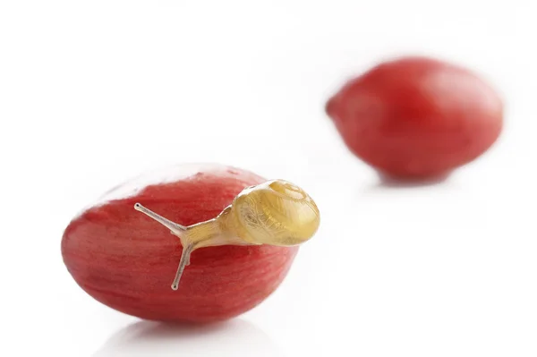 Snail crawling on raw coffee beans — Stock Photo, Image