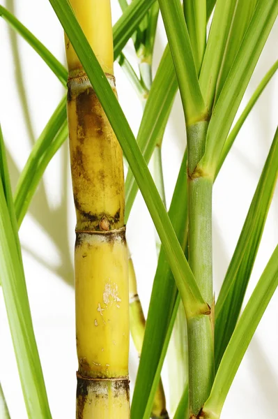 Sugarcane — Stock Photo, Image