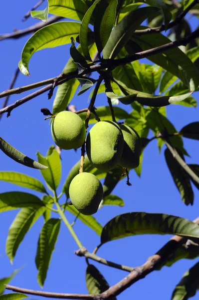 Zelené mango — Stock fotografie