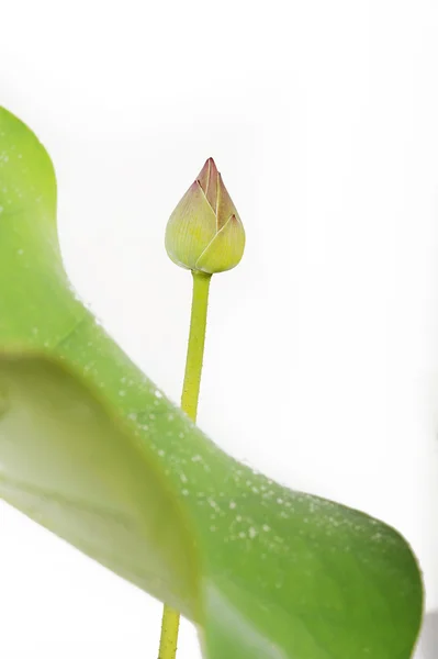Lotus flower on white background — Stock Photo, Image