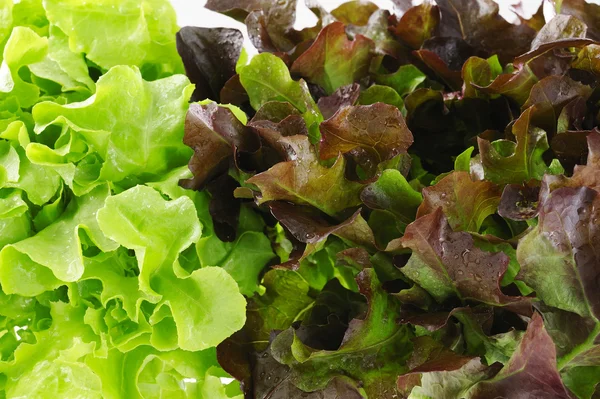 Zblízka zelené a červené dubového salátu — Stock fotografie