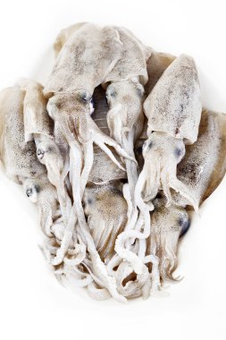 Fresh squid