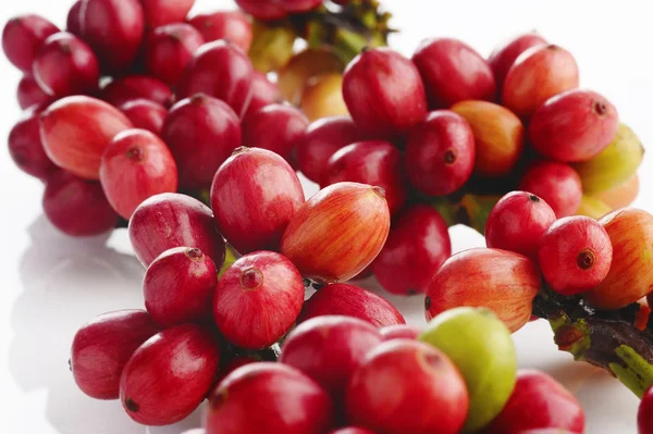 Coffee beans on white — Stock Photo, Image