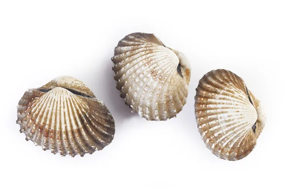 Cockles isolated on white background — Stock Photo, Image