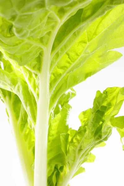 Green oak lettuce — Stock Photo, Image