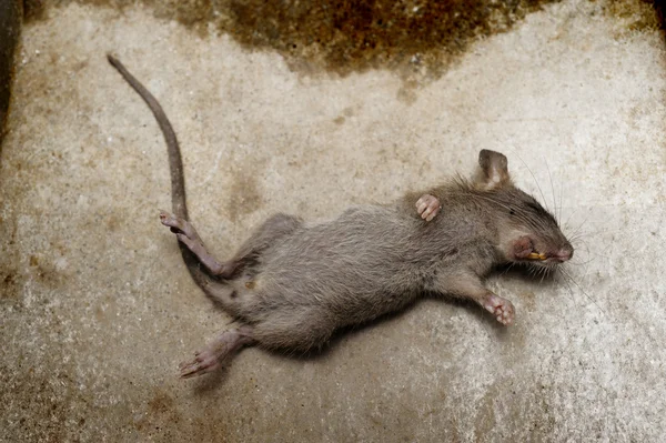 Ratto morire a terra — Foto Stock