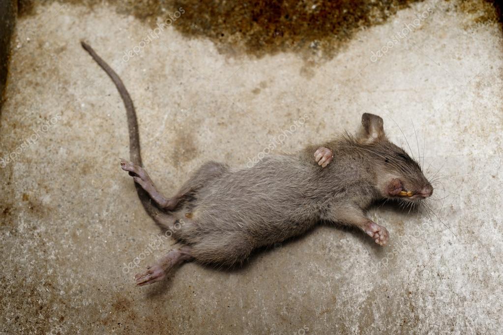 Rata muerta fotos de stock, imágenes de Rata muerta sin royalties | Depositphotos Rata muerta fotos de stock, imágenes de Rata muerta sin royalties | Depositphotos
